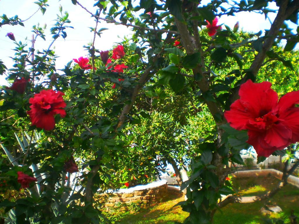 Paros Rita Studios Писо-Ливади Номер фото